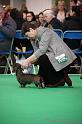 Crufts2011_2 976